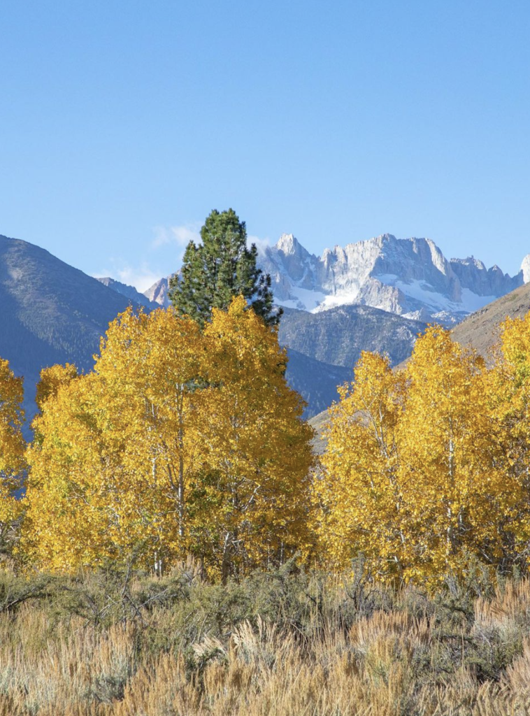fall foliage in northern california